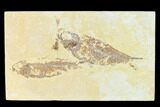 Fossil Fish (Knightia) - Wyoming #148552-1